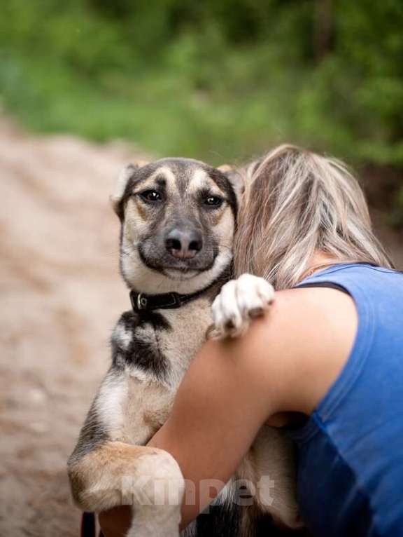 Собаки в Москве: Киви — друг, который умеет быть рядом Мальчик, Бесплатно - фото 4