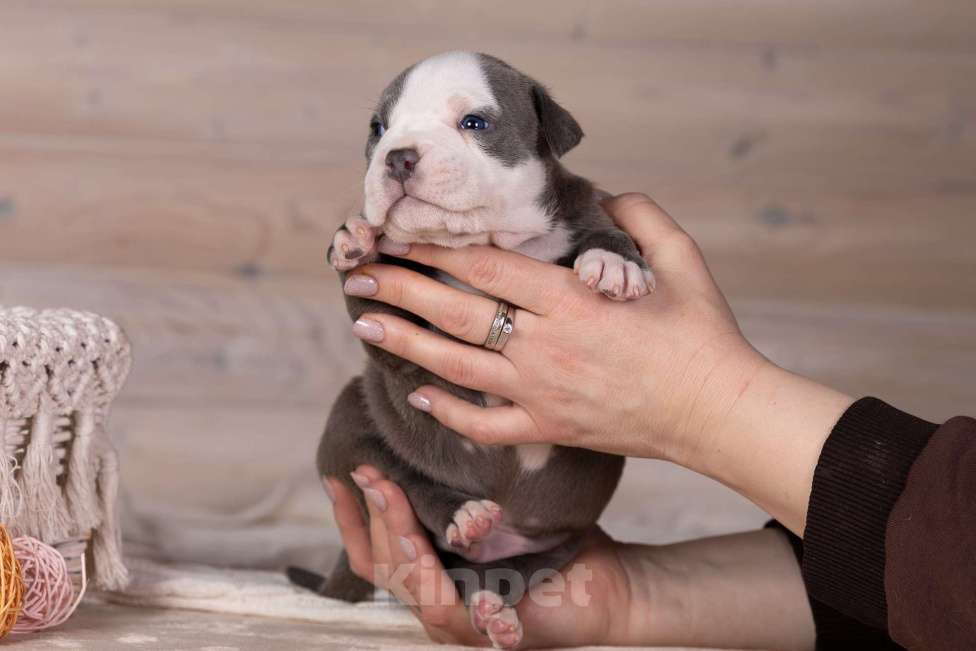 Собаки в Королеве: Американский булли стандарт Мальчик, 200 000 руб. - фото 9