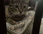 Кошки в Москве: Коржик ищет дом! Мальчик, Бесплатно - фото 4