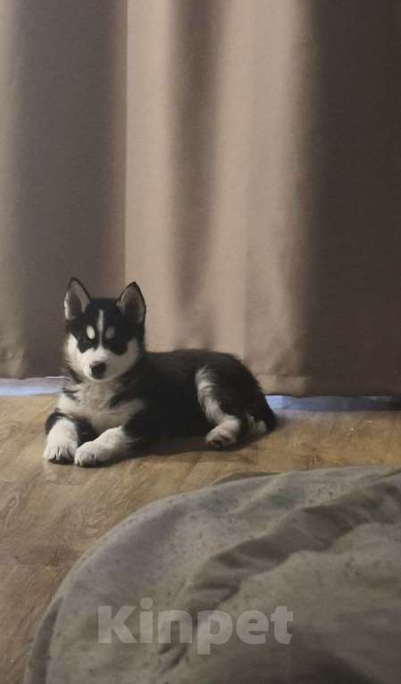 Собаки в Красноярске: Сибирский хаски, щенок Мальчик, 17 000 руб. - фото 2