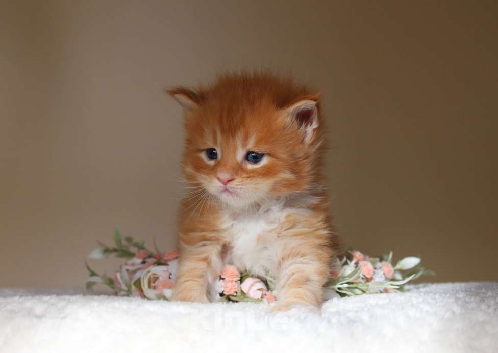 Кошки в Екатеринбурге: Котёнок мейн-кун Дионис Мальчик Мальчик, 50 000 руб. - фото 7