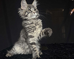 Кошки в Москве: Мейн-кун котенок Девочка, Бесплатно - фото 4