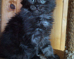 Кошки в Ливны: Котята мейн-кун, 55 000 руб. - фото 1