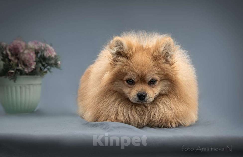 Собаки в Барнауле: малый шпиц Мальчик, 25 000 руб. - фото 2