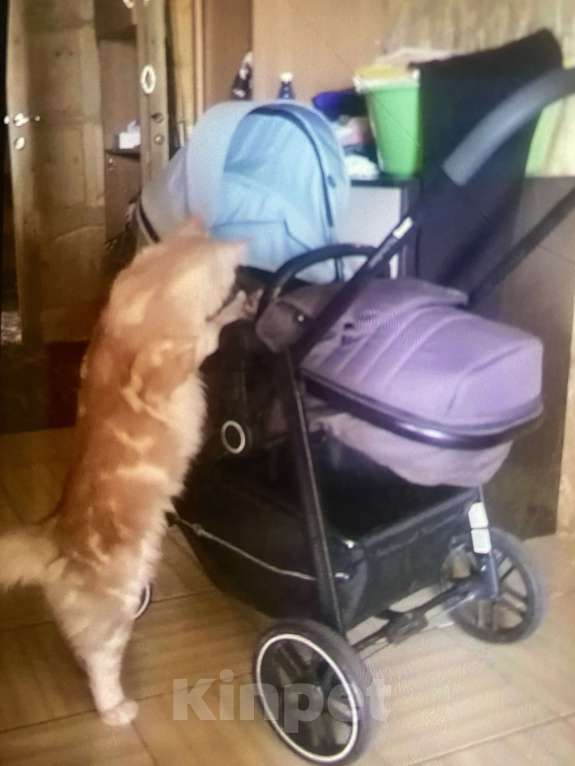 Кошки в Павловском Посаде: Мейкунята Девочка, 25 000 руб. - фото 10