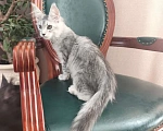 Кошки в Таганроге: Девочка Мейн-кун Девочка, 60 000 руб. - фото 2