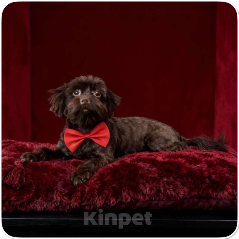 Собаки в Москве: Йорк горький шоколад взрослая девочка стандарт Девочка, 45 000 руб. - фото 3