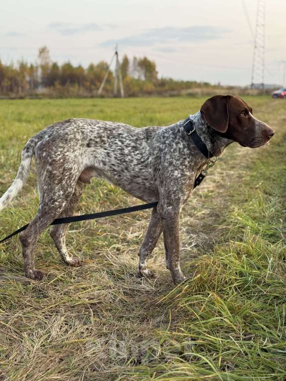 Собаки в Домодедово: Шикарный парень Лорд Мальчик, Бесплатно - фото 2