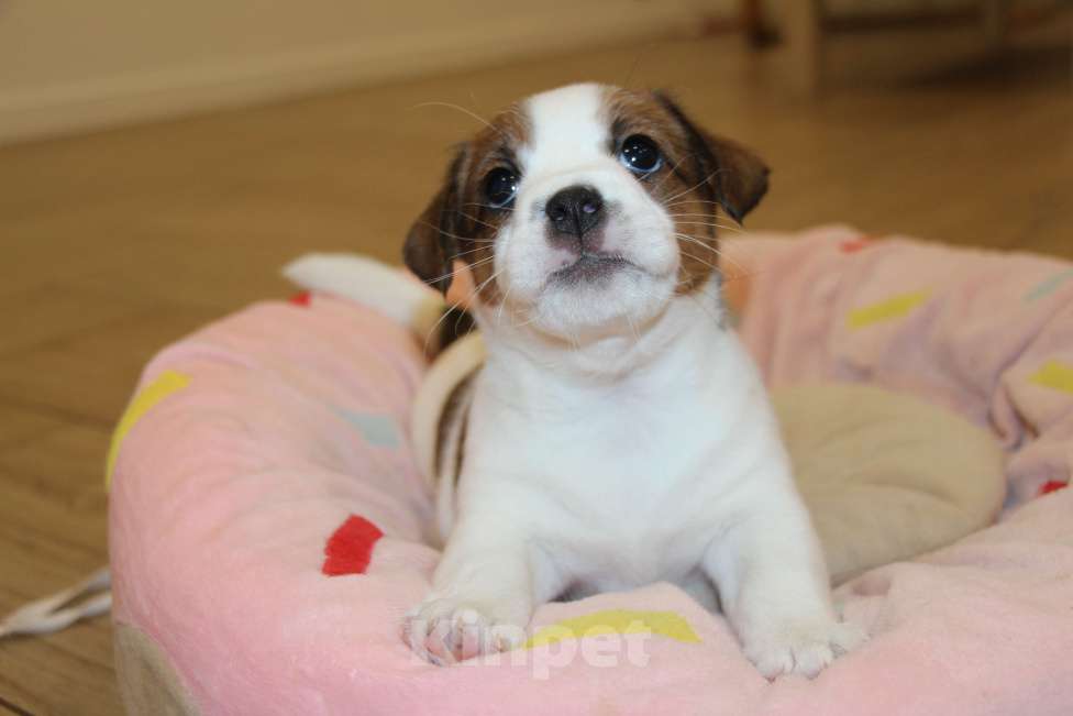 Собаки в Тамбове: Джек Рассел Щенок Девочка, 100 000 руб. - фото 1