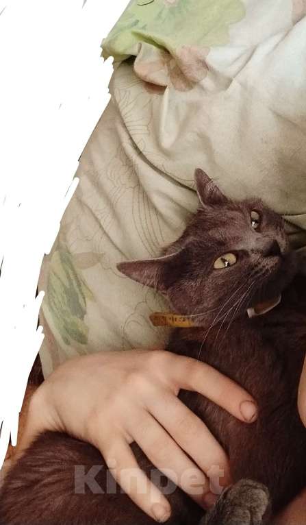 Кошки в Владимире: Пропала Кошка . Выпрыгнула из окна ночью , если кто увидит позвоните пожалуйста Девочка, 1 руб. - фото 2