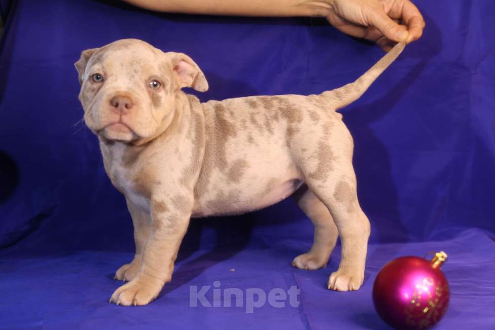 Собаки в Всеволожске: ММ ДРИАДА МЕРЛЕ Девочка, Бесплатно - фото 4