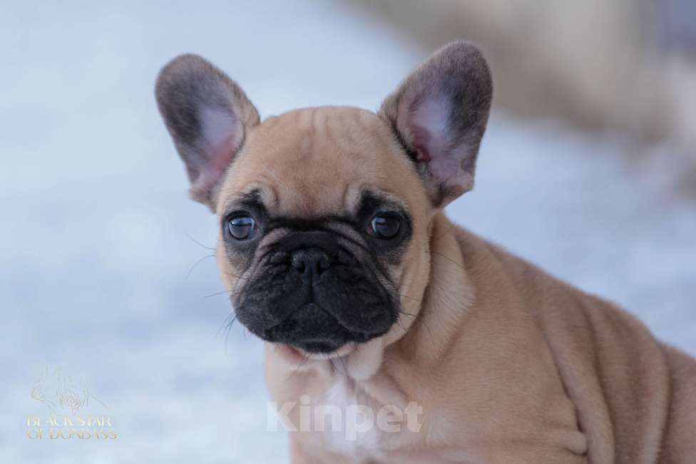 Собаки в Саратове: Французский бульдог девочка Девочка, 90 000 руб. - фото 3
