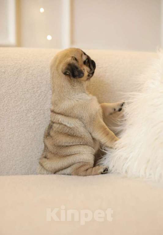 Собаки в Ростове-на-Дону: Девочки мопс Девочка, 40 000 руб. - фото 4