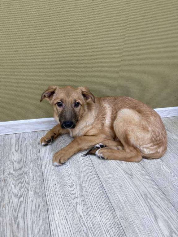 Собаки в Москве: Щенки бесплатно в Москве Девочка, Бесплатно - фото 7