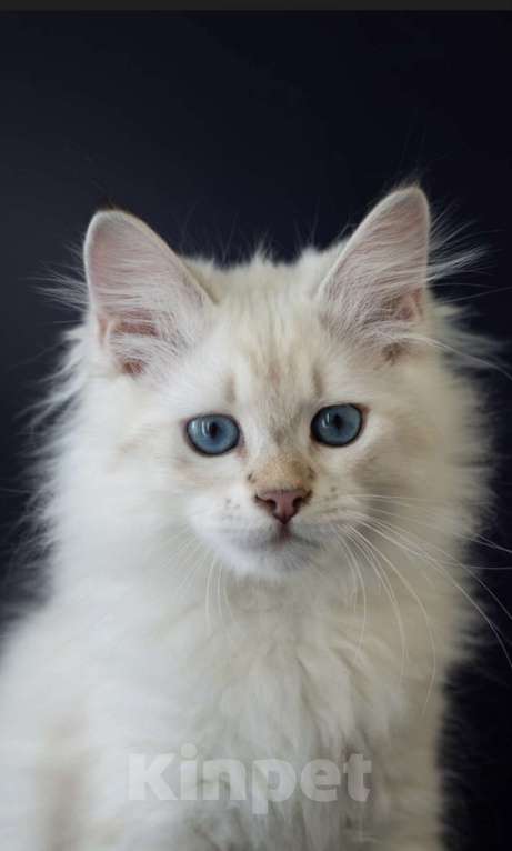 Кошки в Москве: Невская маскарадная золотой окрас Девочка, 30 000 руб. - фото 4