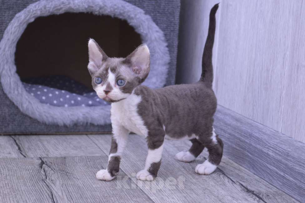 Кошки в Подольске: Девочка девон-рекс Девочка, 45 000 руб. - фото 3