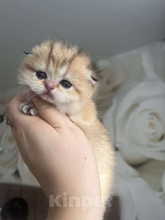 Кошки в Москве: Кошечка  Девочка, 45 000 руб. - фото 1