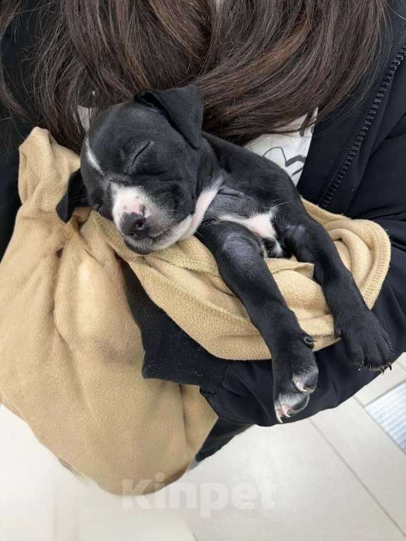 Собаки в Москве: Американский питбультерьер Девочка, 25 000 руб. - фото 1