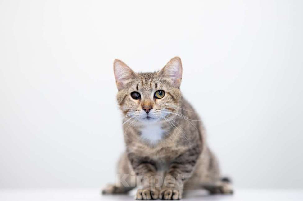 Кошки в Москве: Алхимик Мальчик, Бесплатно - фото 2