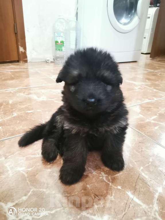 Собаки в Люберцах: Щенки немецкой овчарки Разнополые, 20 000 руб. - фото 8