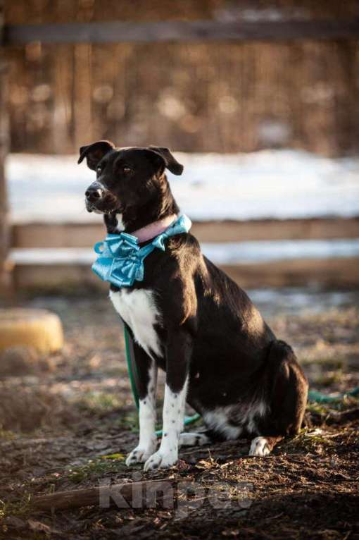 Собаки в Клине: Белла Девочка, Бесплатно - фото 3