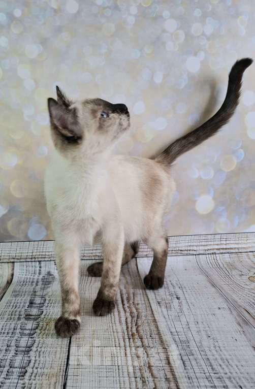 Кошки в Москве: Голубоглазый котёнок в добрые руки  Девочка, Бесплатно - фото 5