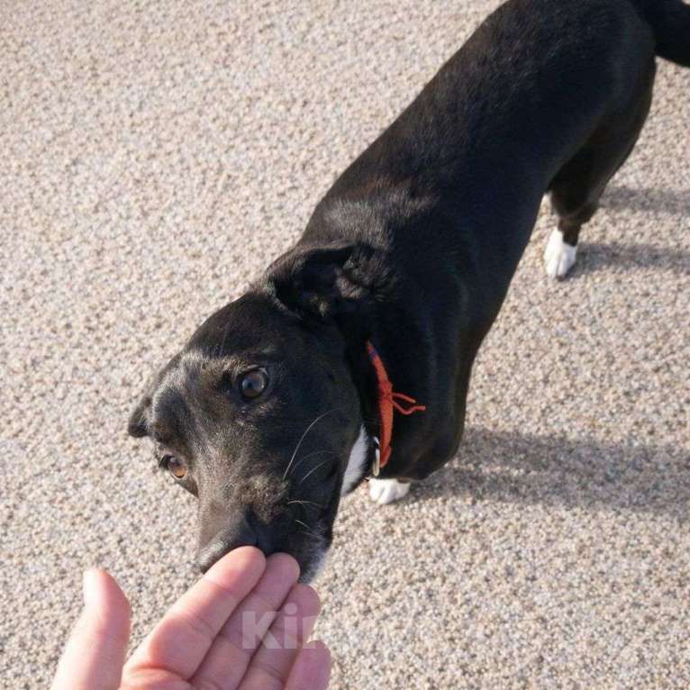 Собаки в Москве: Марси чудесная собака-компаньон ищет дом! Девочка, Бесплатно - фото 6