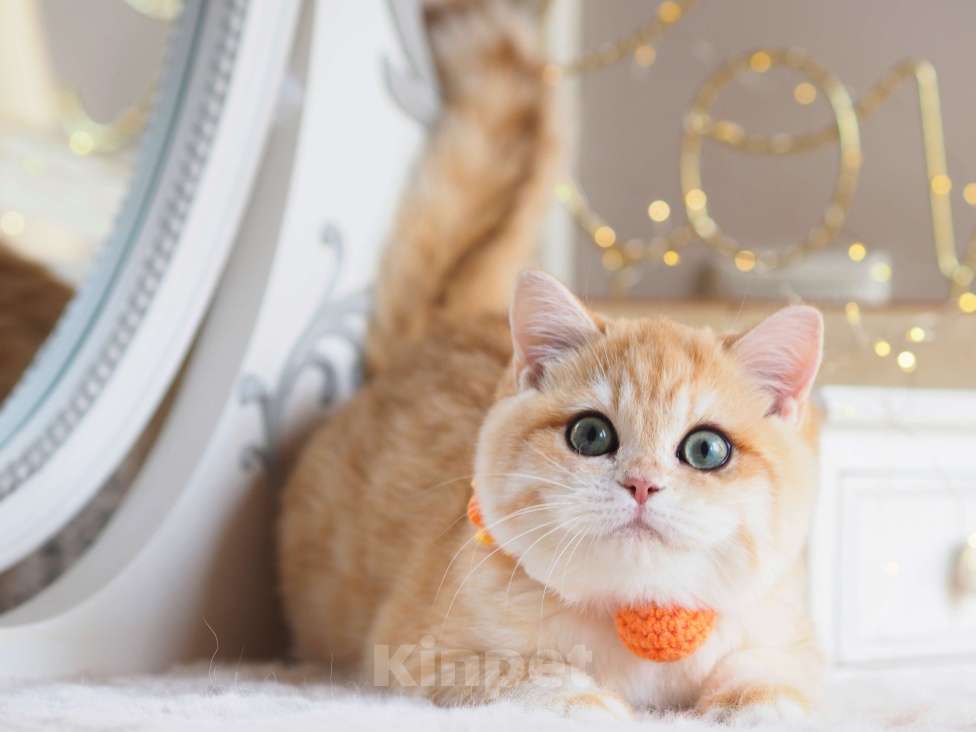 Кошки в Москве: Британский котёнок Дон Жуан Мальчик, 120 000 руб. - фото 10