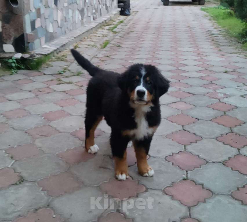 Собаки в других городах Московской области: Щенки бернского зенненхунда  Девочка, 55 000 руб. - фото 4