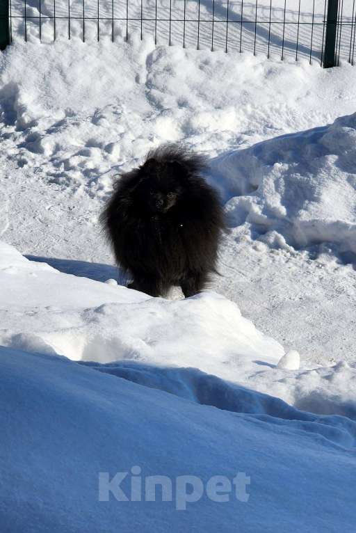 Собаки в Москве: Девочка померанского шпица чёрного окраса Девочка, Бесплатно - фото 1