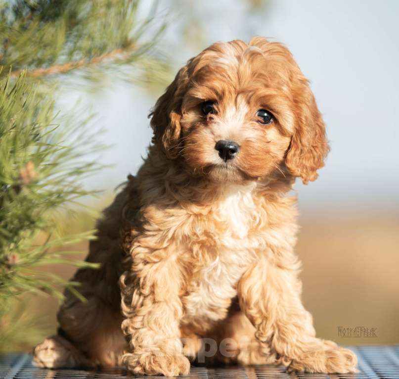 Собаки в Москве: Эксклюзивная девочка КАВАПУ БОННИ Девочка, Бесплатно - фото 2