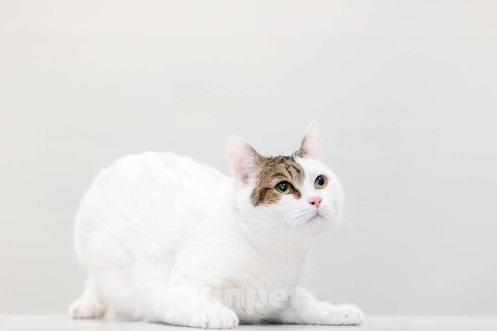 Кошки в Москве: котик Лёлик ждет свою семью Мальчик, Бесплатно - фото 4