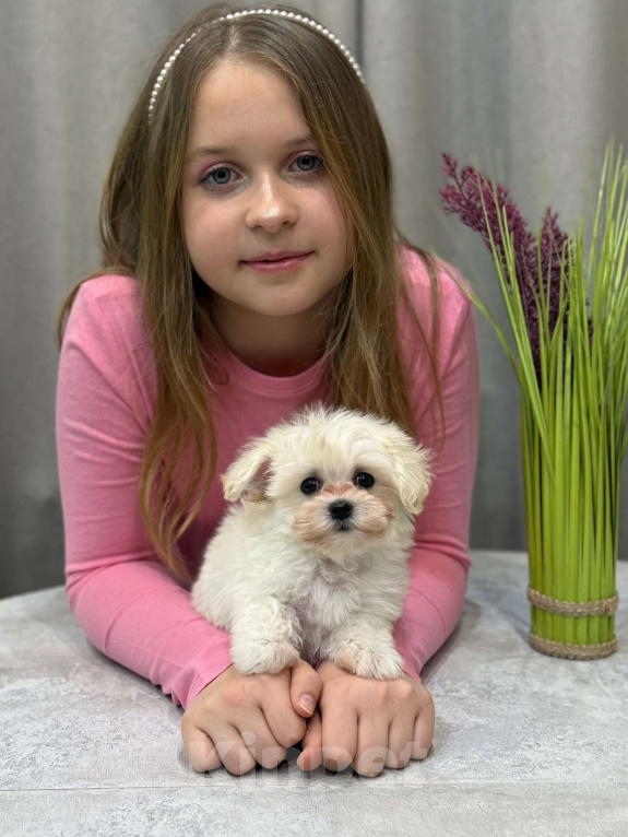 Собаки в Москве: Мальтипу мальчик 2 Мальчик, 150 000 руб. - фото 8