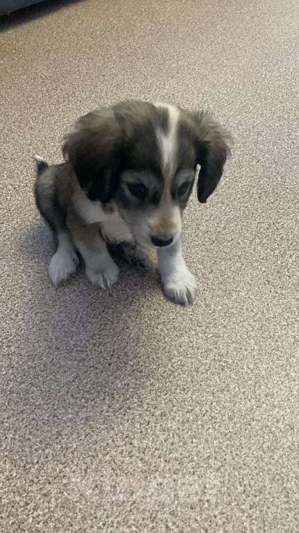 Собаки в Тюмени: Смесь английского кокер спаниеля,отдам в добрые руки,к сожалению нет времени ухаживать за малышом  Мальчик, Бесплатно - фото 4