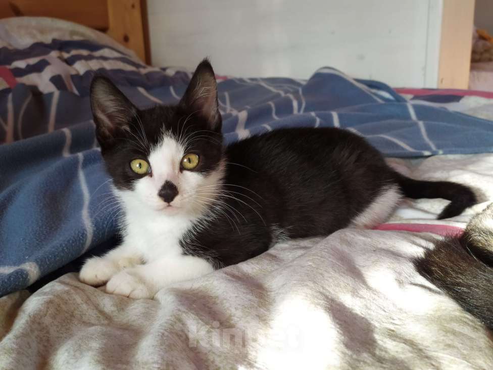 Кошки в Санкт-Петербурге: Смышлëный котёнок Тиша в добрые руки Мальчик, Бесплатно - фото 8