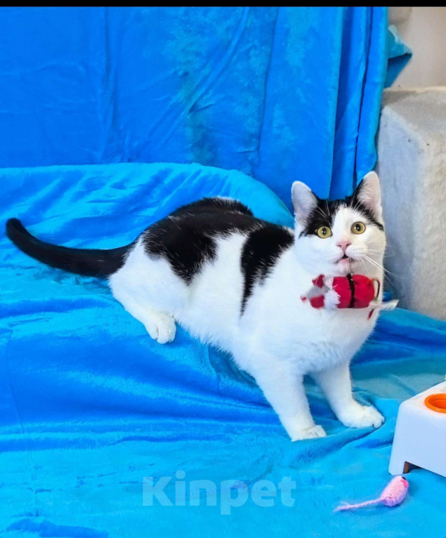 Кошки в Москве: Котик Федя ищет семью! Мальчик, Бесплатно - фото 10