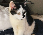 Кошки в других городах Московской области: Крошка Эли ищет семью Девочка, Бесплатно - фото 3