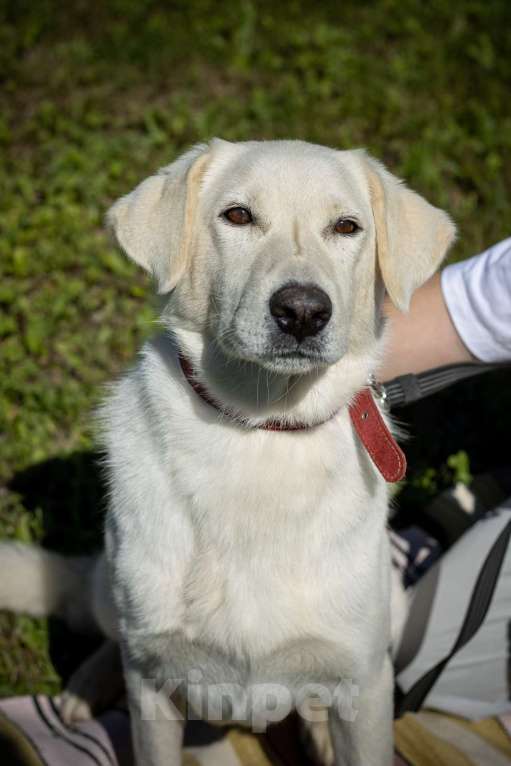 Собаки в Москве: Белый, метис лабрадора в приюте Девочка, Бесплатно - фото 2