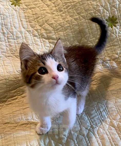 Кошки в Москве: Котенок-девочка, 2,5 месяца Девочка, 1 000 руб. - фото 6