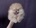 Собаки в Северске: Продается померанский щенок Мальчик, 35 000 руб. - фото 1