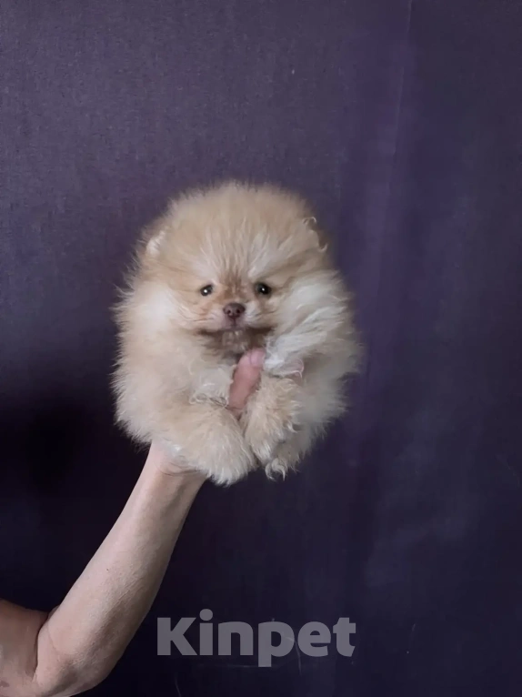 Собаки в Северске: Продается померанский щенок Мальчик, 35 000 руб. - фото 1