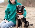Собаки в Москве: Милашка очень ждет свою семью в приюте Девочка, Бесплатно - фото 8