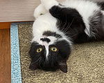 Кошки в Москве: Кошечка Мими в добрые руки Девочка, Бесплатно - фото 1