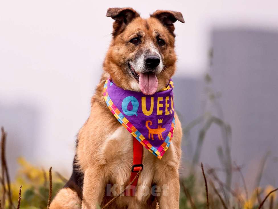 Собаки в Москве: Собака из приюта в добрые руки Девочка, Бесплатно - фото 2