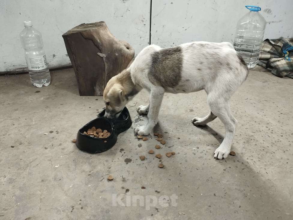 Собаки в Краснодаре: Ласковая малышка в самые добрые руки Девочка, Бесплатно - фото 2