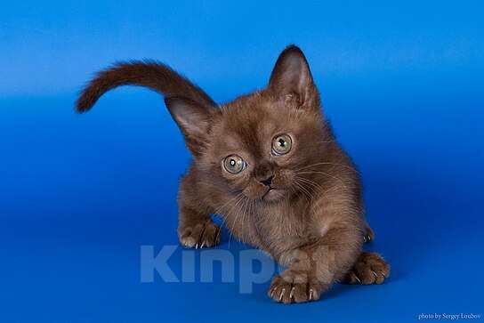 Кошки в Москве: Бурманская кошечка Девочка, 120 000 руб. - фото 4