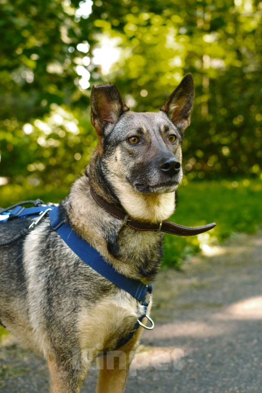 Собаки в Санкт-Петербурге: Мэй из приюта в добрые руки Девочка, Бесплатно - фото 1