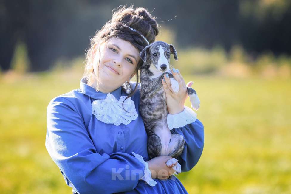 Собаки в Москве: Невероятно красивая тигровая девочка уиппет ШОУ класса Девочка, 50 000 руб. - фото 8