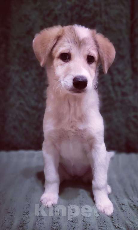 Собаки в Туле: Малышка ищет дом. Девочка, 1 руб. - фото 6