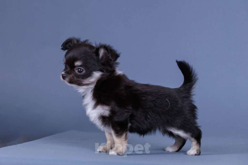 Собаки в Люберцах: Чихуахуа щенки Девочка, 57 000 руб. - фото 3